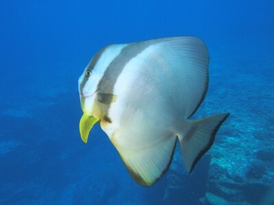 Circular Batfish_170122_7 Circular Batfish_170122_7
