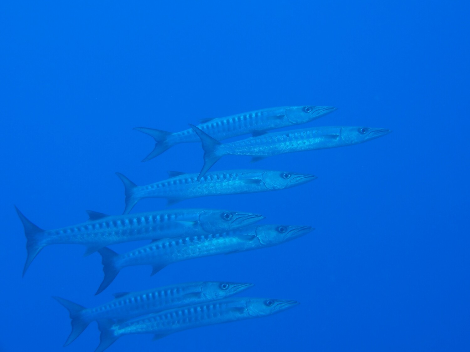 Barracudas_170124