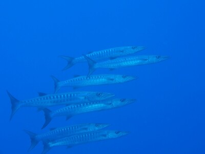 Barracudas_170124 Barracudas_170124