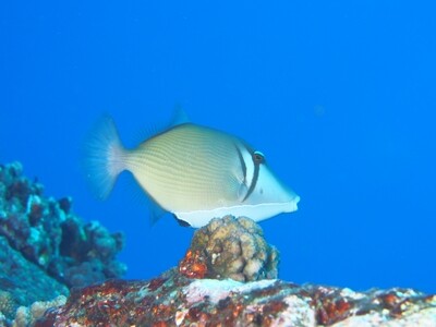 Boomerang Triggerfish_170124_2 Boomerang Triggerfish_170124_2
