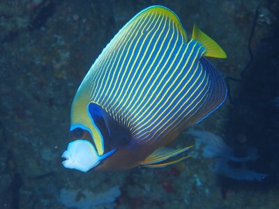 Emperor Angelfish_170124_2 Emperor Angelfish_170124_2