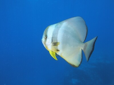 Circular Batfish_170122_8 Circular Batfish_170122_8
