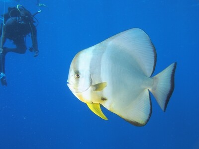 Circular Batfish_170122_9 Circular Batfish_170122_9