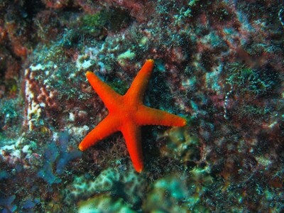 Red-seastar_170124 Red-seastar_170124