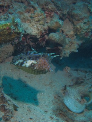 Gehörnter Kofferfisch_170124_3 Gehörnter Kofferfisch_170124_3