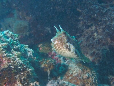 Gehörnter Kofferfisch_170124_2 Gehörnter Kofferfisch_170124_2
