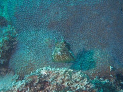 Gehörnter Kofferfisch_170124 Gehörnter Kofferfisch_170124