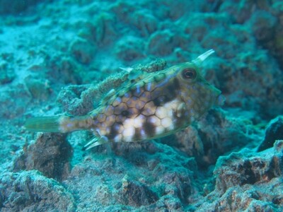 Gehörnter Kofferfisch_170124_1 Gehörnter Kofferfisch_170124_1