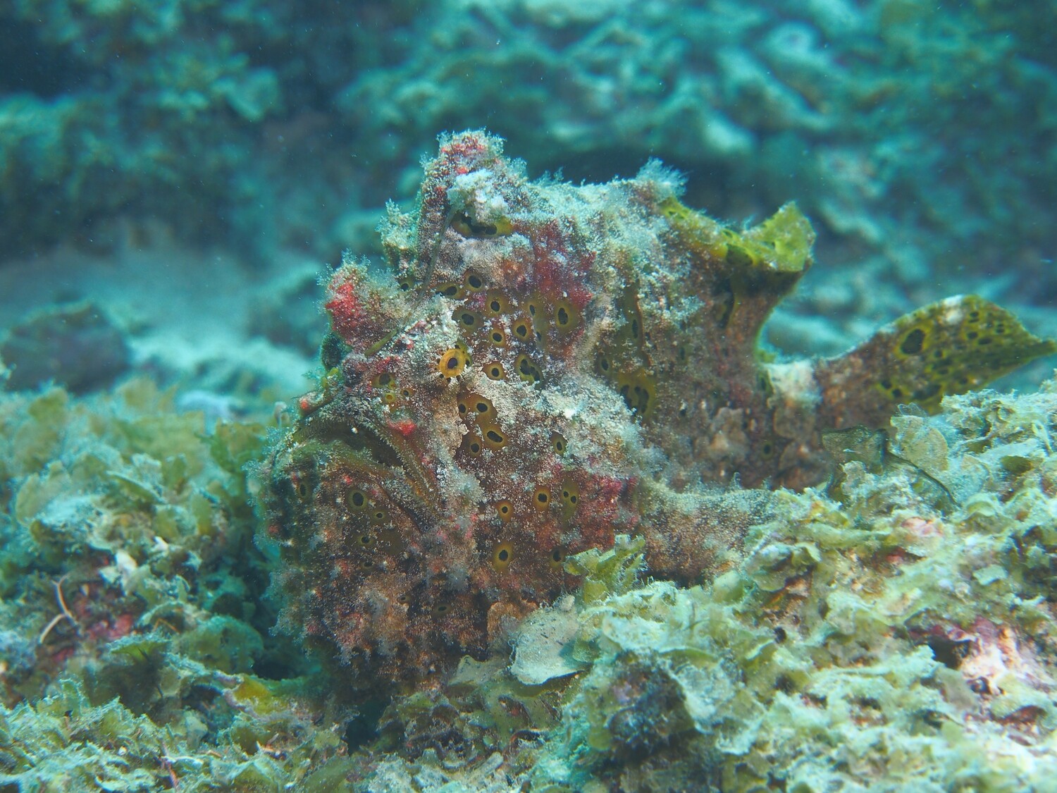 Anglerfisch_170125_3