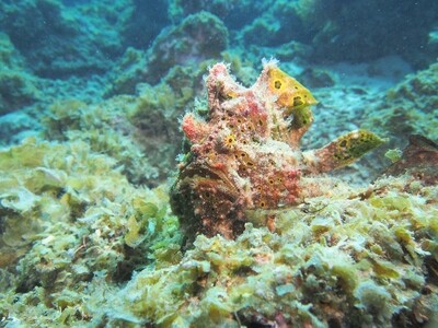 Anglerfisch_170125_5 Anglerfisch_170125_5