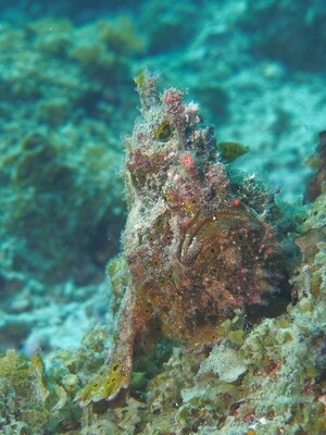 Anglerfisch_170125_4 Anglerfisch_170125_4
