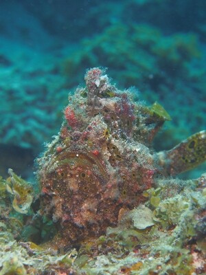 Anglerfisch_170125 Anglerfisch_170125