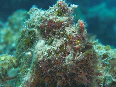 Anglerfisch_170125_7 Anglerfisch_170125_7