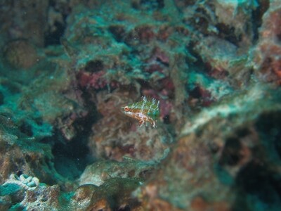Atlantic wrasse_170125 Atlantic wrasse_170125