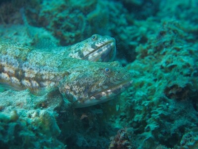 Sand Lizardfish_170125_1 Sand Lizardfish_170125_1