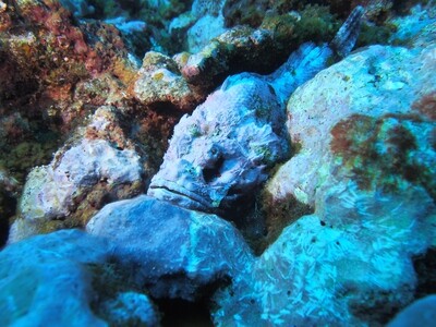 Scorpionfish_170125_3 Scorpionfish_170125_3