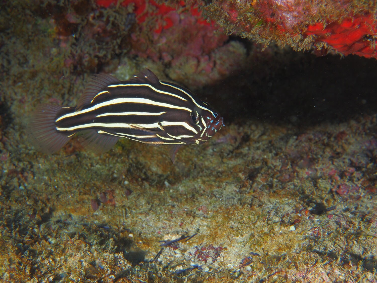 Sixstriped Soapfish_170125_4