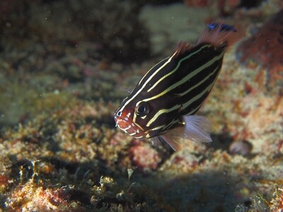 Sixstriped Soapfish_170125_7 Sixstriped Soapfish_170125_7