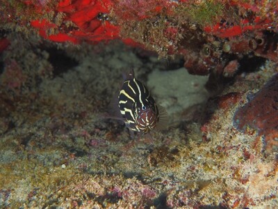 Sixstriped Soapfish_170125_6 Sixstriped Soapfish_170125_6