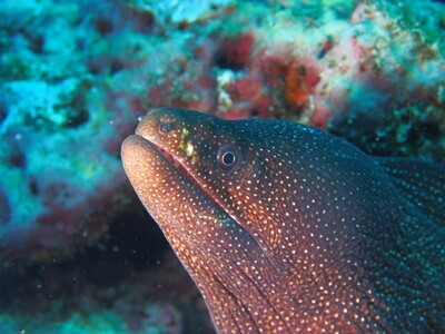 Whitemount moray_170125_9 Whitemount moray_170125_9