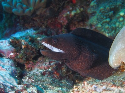 Whitemount moray_170125_1 Whitemount moray_170125_1