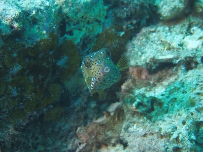 Yellow Boxfish_170125 Yellow Boxfish_170125