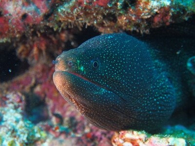 Whitemount moray_170125_7 Whitemount moray_170125_7