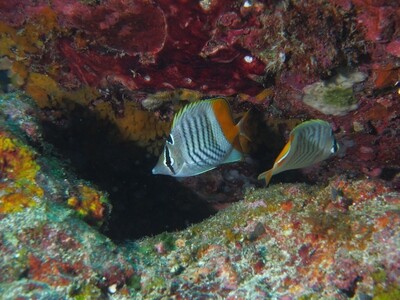 Crown Butterflyfish_170126 Crown Butterflyfish_170126