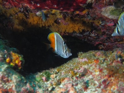 Crown Butterflyfish_170126_1 Crown Butterflyfish_170126_1