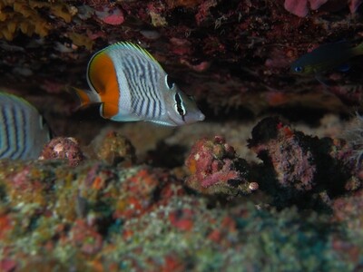 Crown Butterflyfish_170126_2 Crown Butterflyfish_170126_2
