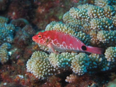Mauritius_Spotted Hawkfish_170126 Mauritius_Spotted Hawkfish_170126