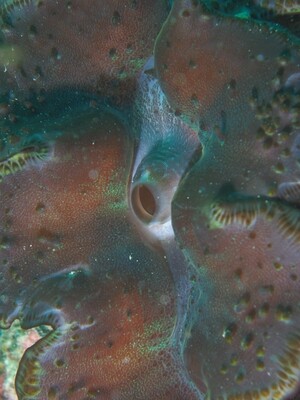 Giant Clam_170127_1 Giant Clam_170127_1