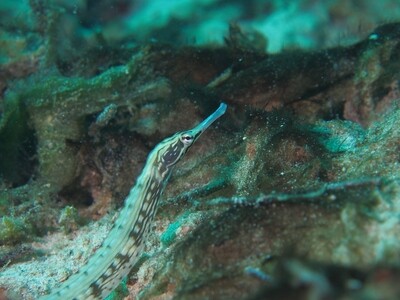 Network Pipefish_170127 Network Pipefish_170127