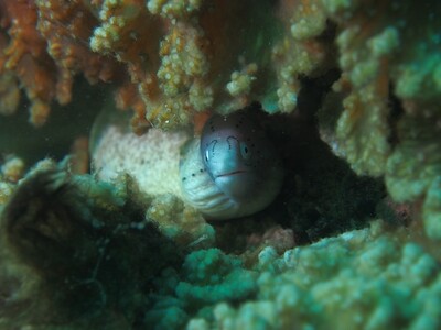 Grey Moray_170127 Grey Moray_170127