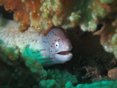Grey Moray_170127_5 Grey Moray_170127_5