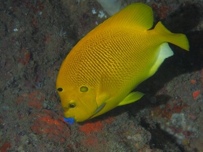 Threespot Angelfish_170127 Threespot Angelfish_170127