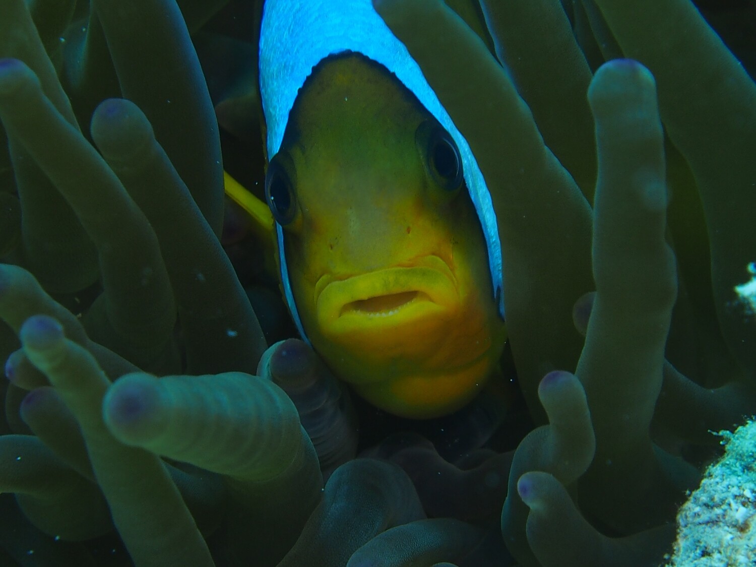 Anemonenfisch_140428