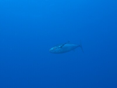 Tuna_140428 Tuna_140428