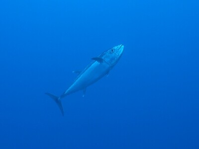 Tuna_140428_1 Tuna_140428_1