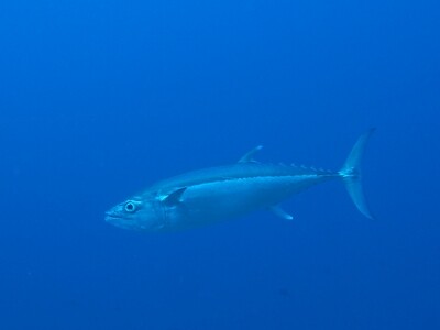 Tuna_140428_2 Tuna_140428_2