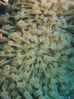 Goniopora sp._140429 Goniopora sp._140429