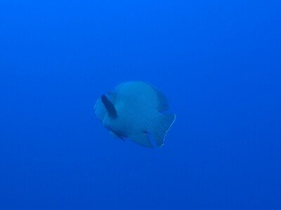 Napoleonfisch_140430_1 Napoleonfisch_140430_1
