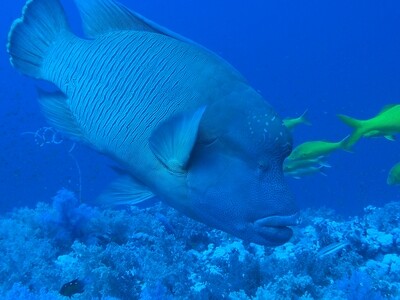 Napoleonfisch_140430_3 Napoleonfisch_140430_3