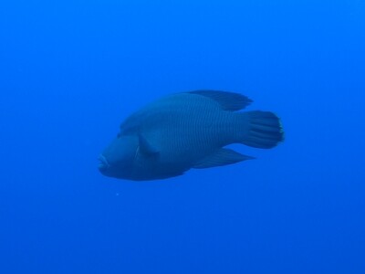 Napoleonfisch_140430 Napoleonfisch_140430