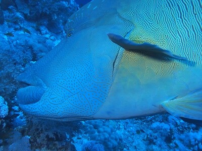 Napoleonfisch_Kopf_140430 Napoleonfisch_Kopf_140430