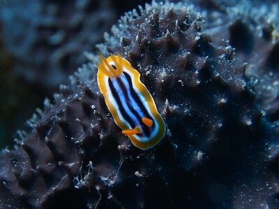 Pyjama-Chromodoris_140502 Pyjama-Chromodoris_140502
