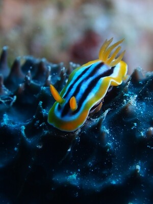 Pyjama-Chromodoris_140502_1 Pyjama-Chromodoris_140502_1