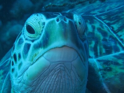 Schildkröte_Kopf_140502 Schildkröte_Kopf_140502