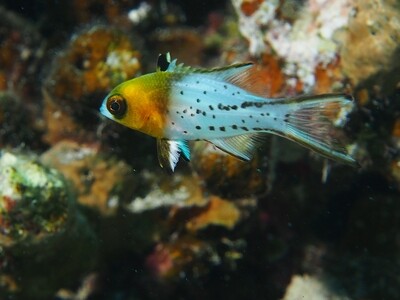 Lyraschwanz-Lippfisch_140509 Lyraschwanz-Lippfisch_140509