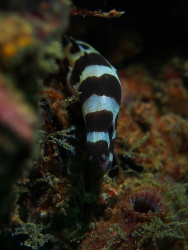 Banded Moray eel_Similan Islands_190122 Banded Moray eel_Similan Islands_190122